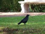 Aves