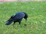Aves