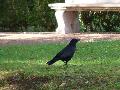 Crow