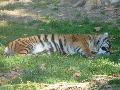 Tigre