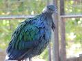 Pombo-de-nicobar