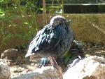 Aves