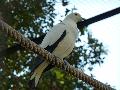 Pombo-imperial-bicolor