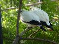 Pombo-imperial-bicolor