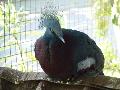 Pombo-coroado