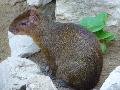 Agouti