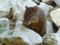 Agouti