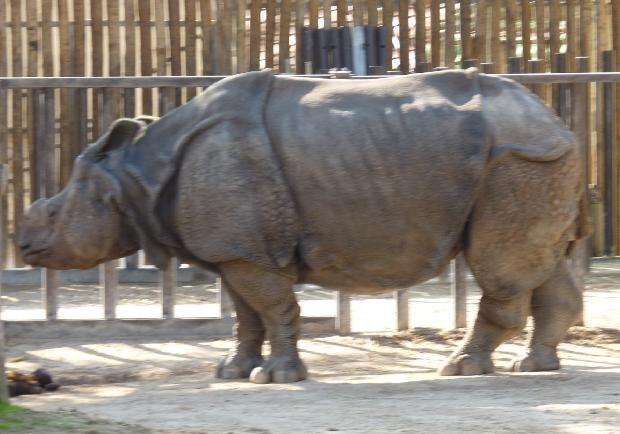 Rhinoceros unicornis