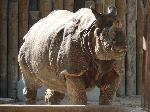 Kaziranga National Park continua com sucesso recuperação do rinoceronte-indiano