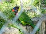 Aves