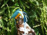 Aves