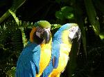 Aves
