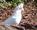 Catatua-de-bico-comprido