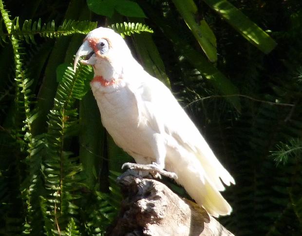 Catatua-de-bico-comprido