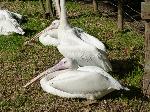 Aves