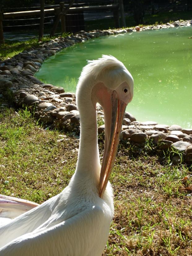 Pelicano-real