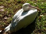 Aves