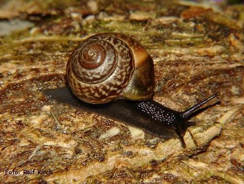 Caracol