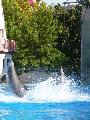Golfinhos - Zoológico de Lisboa