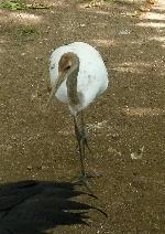 Aves