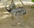 Nandu