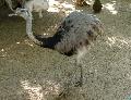 Nandu