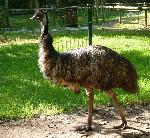 Aves