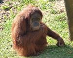 Orangotango <i> (Pongo pygmaeus) </i>