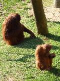 Pongo pygmaeus
