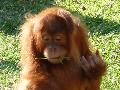 Pongo pygmaeus