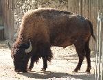 Bisonte-americano <i>(Bison bison)</i>