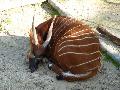 Bongo