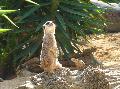 Suricata