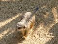 Suricata