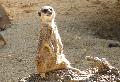 Suricata suricatta