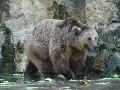 Urso-pardo