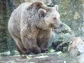 Urso-pardo