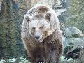 Ursus arctos