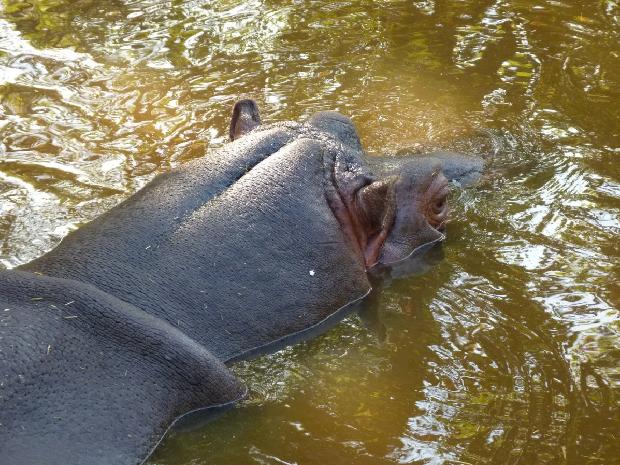 Hipopótamo