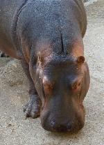 Hipopótamo  <i>(Hippopotamus amphibius)</i>