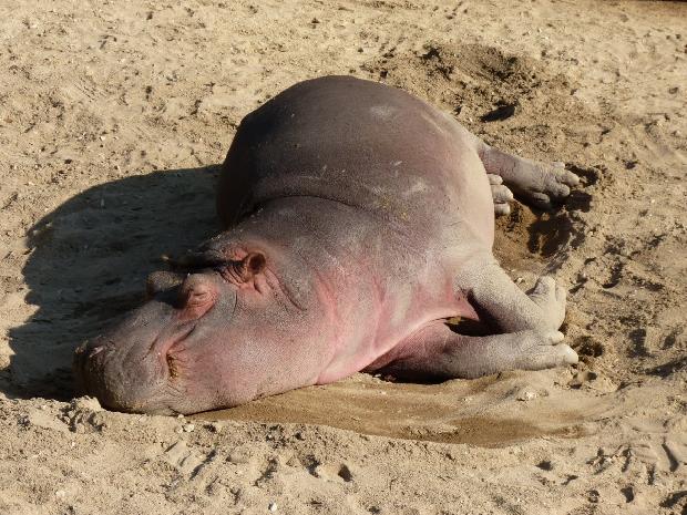Hippopotamus amphibius