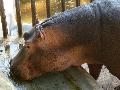 Hippopotamus amphibius