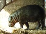 Hipopótamo-pigmeu do Jardim Zoológico viaja para a Flórida
