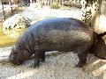 Hexaprotodon liberiensis