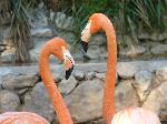 Aves