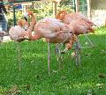 Flamingos-rubros