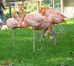 Aves