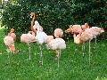 Phoenicopterus ruber ruber