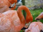 Aves
