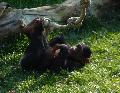 Chimpanzé